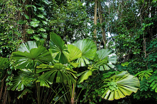 fan palm plants at the forest