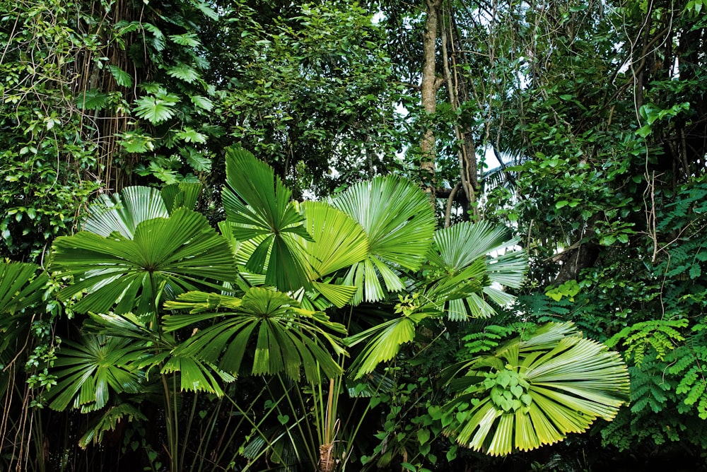 Plantas de palmeras de abanico en el bosque