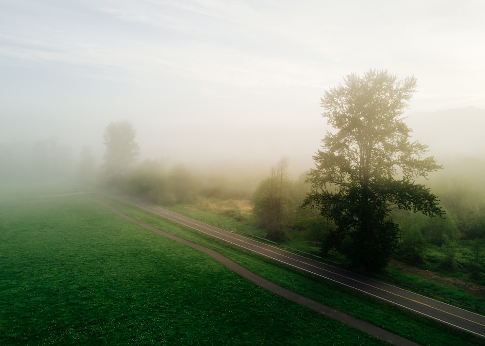 trees and grass beside road