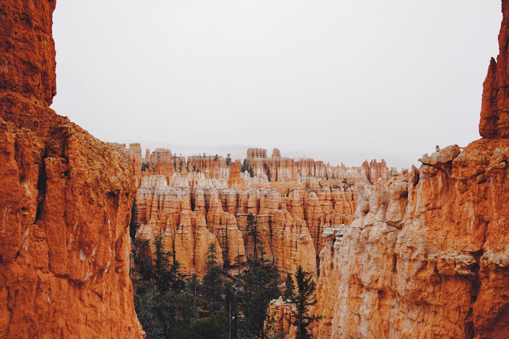 trees surrounded by rock formation