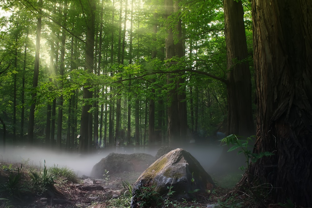 Wald mit grünen Bäumen tagsüber