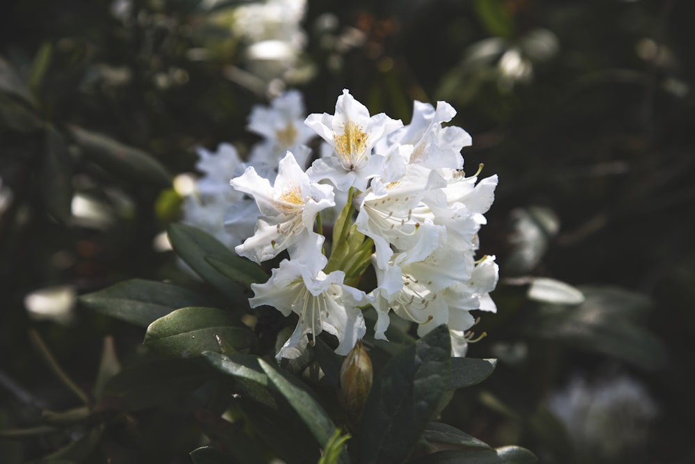 flores blancas con hojas verdes