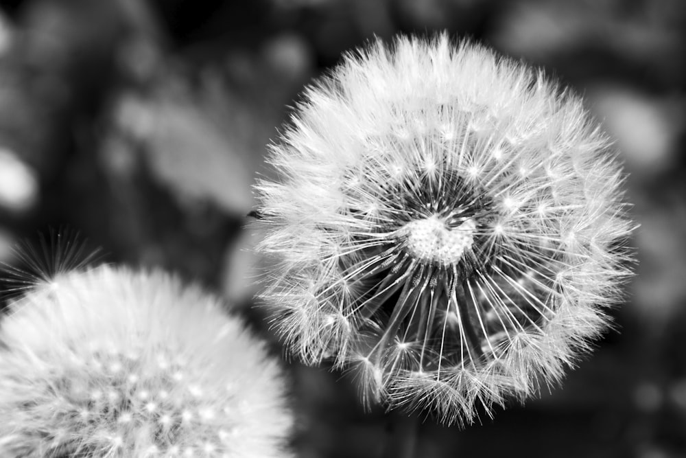 grayscale photo of dandelion flower