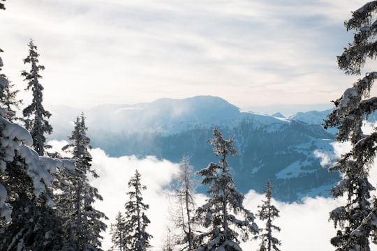 mountain and trees covered in snow in Lenzerheide Switzerland