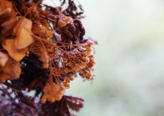 Close-up of dried jasmine flowers and loose tea leaves artfully arranged on a muted sage background.