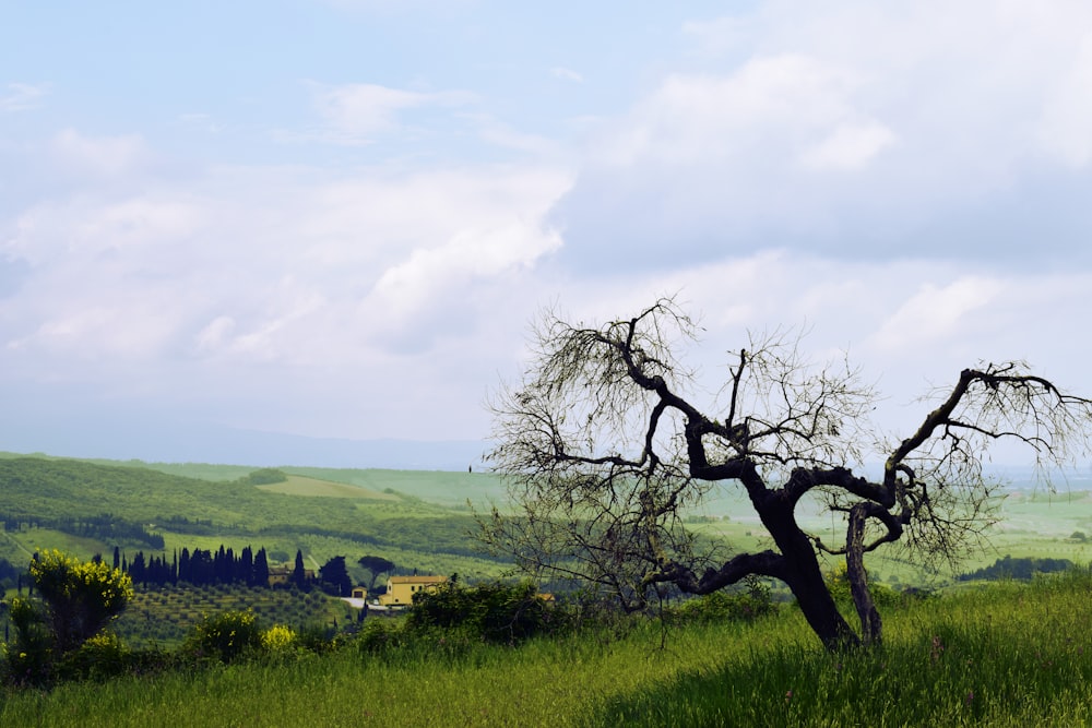 leafless tree during daytime