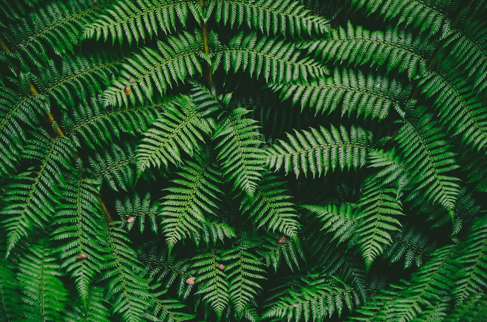 green fern plant