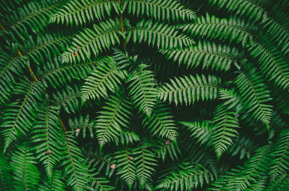 녹색 고사리 식물