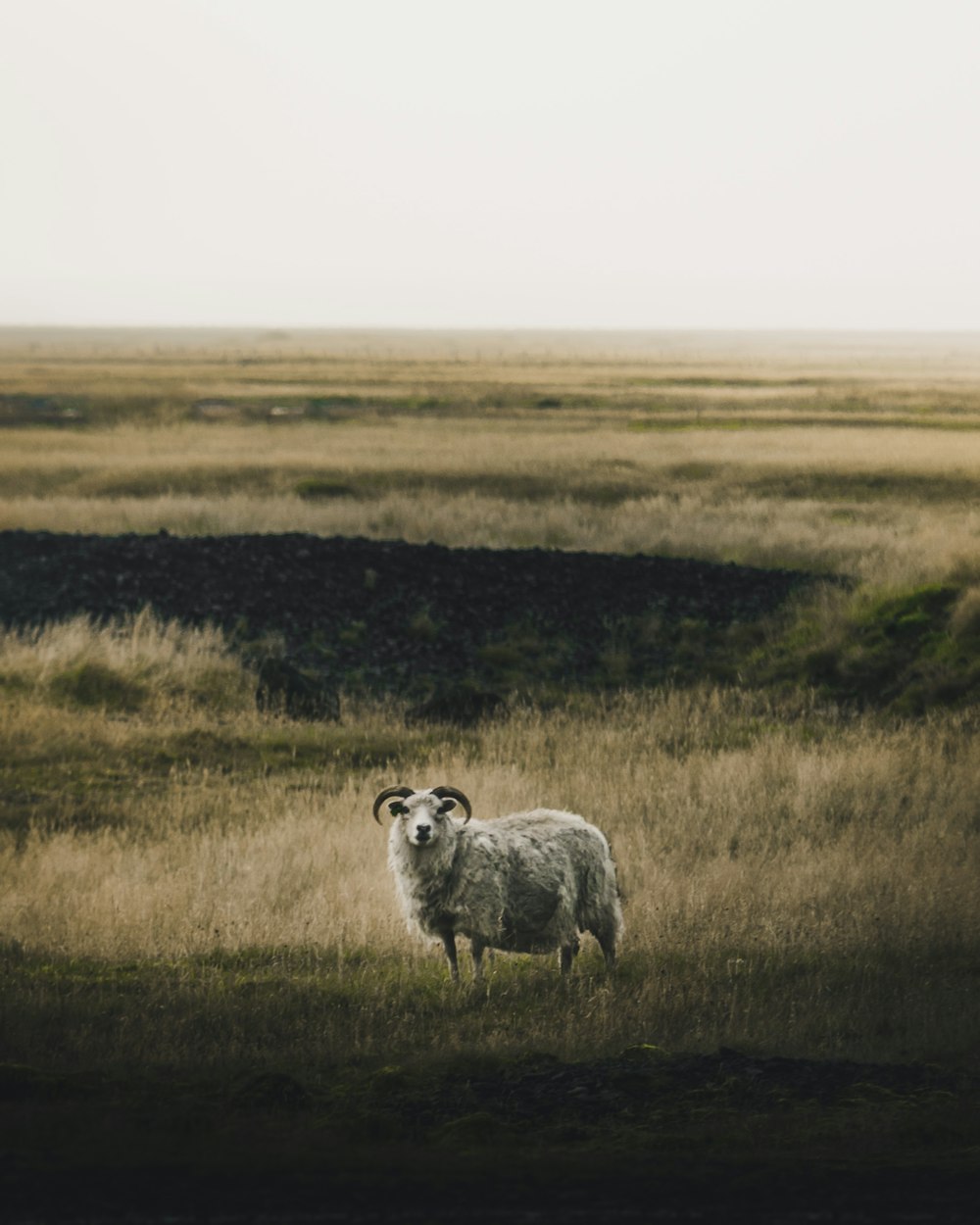 gray ram on steppe