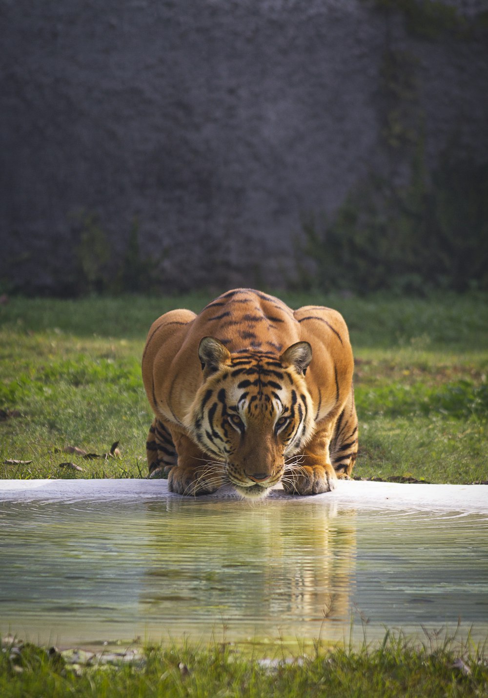 Brauner und schwarzer Tiger in der Nähe eines Gewässers