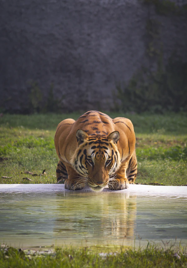 Royal Bengal Tiger at the water's edge