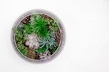 A collection of various succulent plants arranged in a circular glass container. The arrangement contains a mix of green and purple-hued succulents planted in soil. The glass has a subtle frosted effect around the edges.