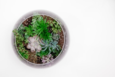 A collection of various succulent plants arranged in a circular glass container. The arrangement contains a mix of green and purple-hued succulents planted in soil. The glass has a subtle frosted effect around the edges.