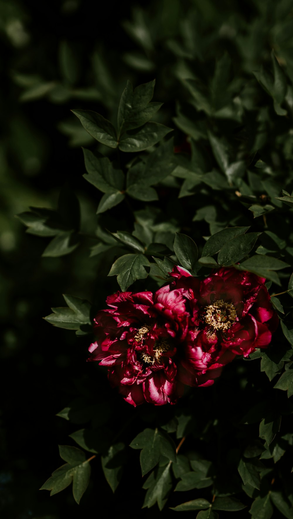 Flachfokusfotografie von zwei roten Blumen