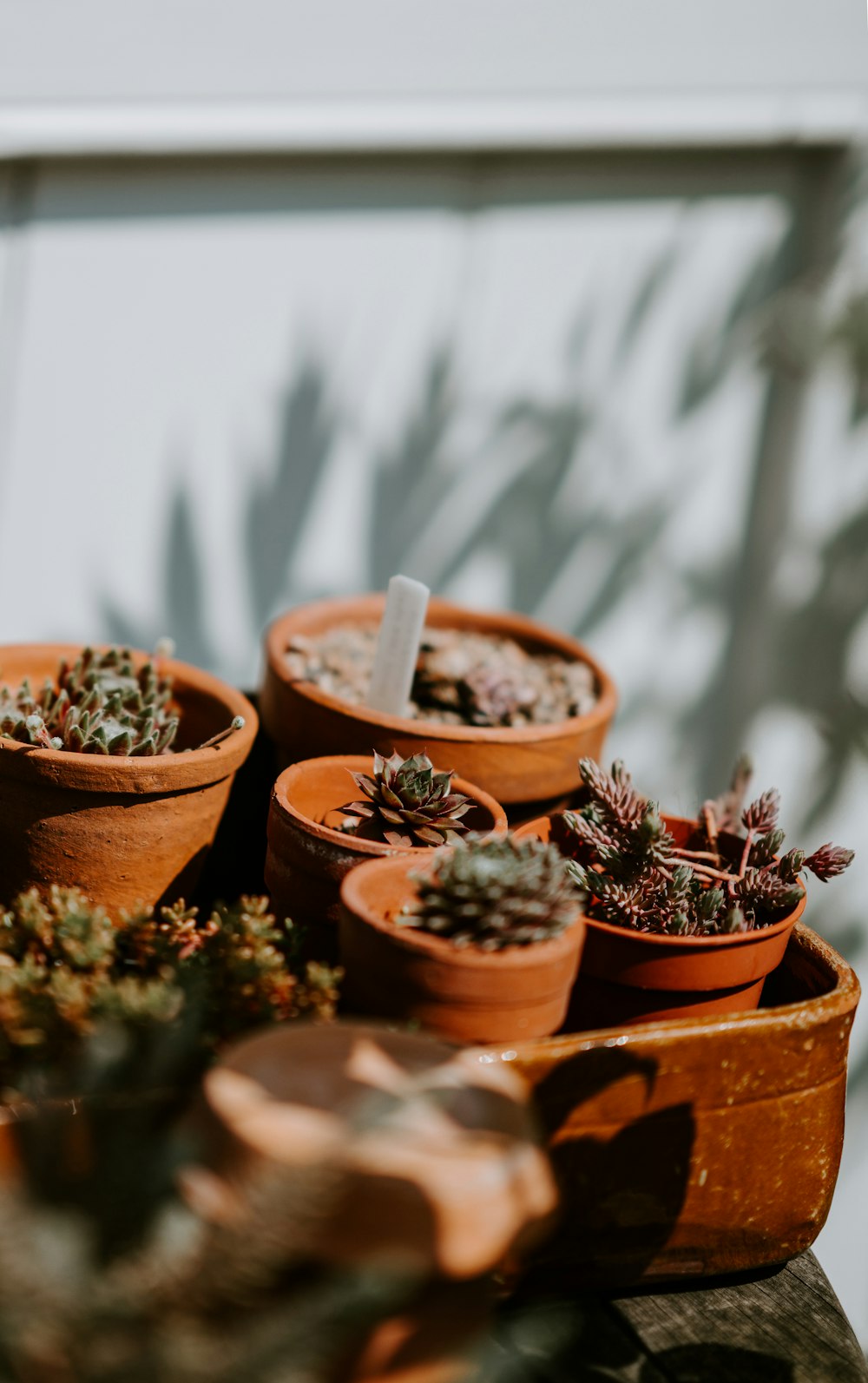 green plant in brown pots