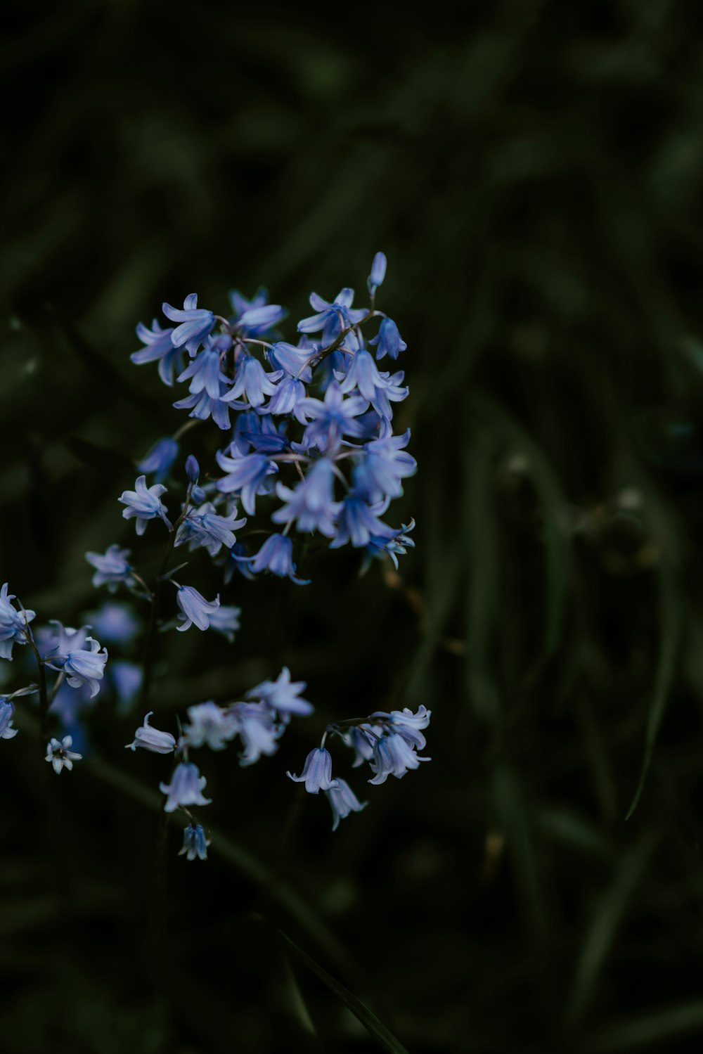 Fotografia a fuoco superficiale di fiori di petali blu