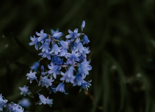 shallow focus photography of blue petal flowers