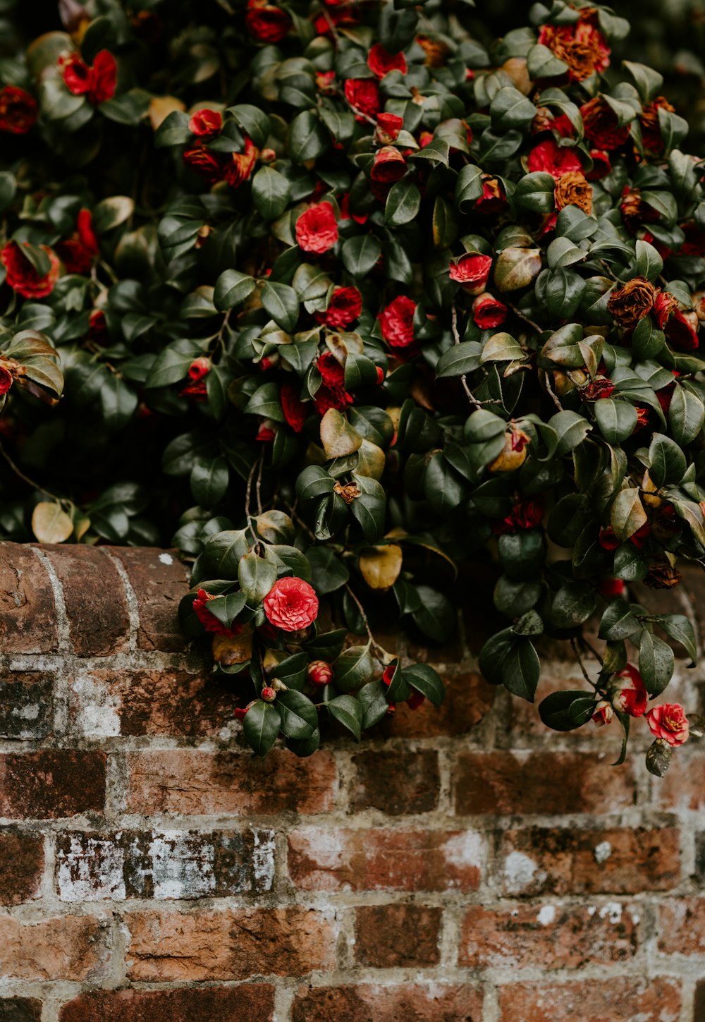 red flowers