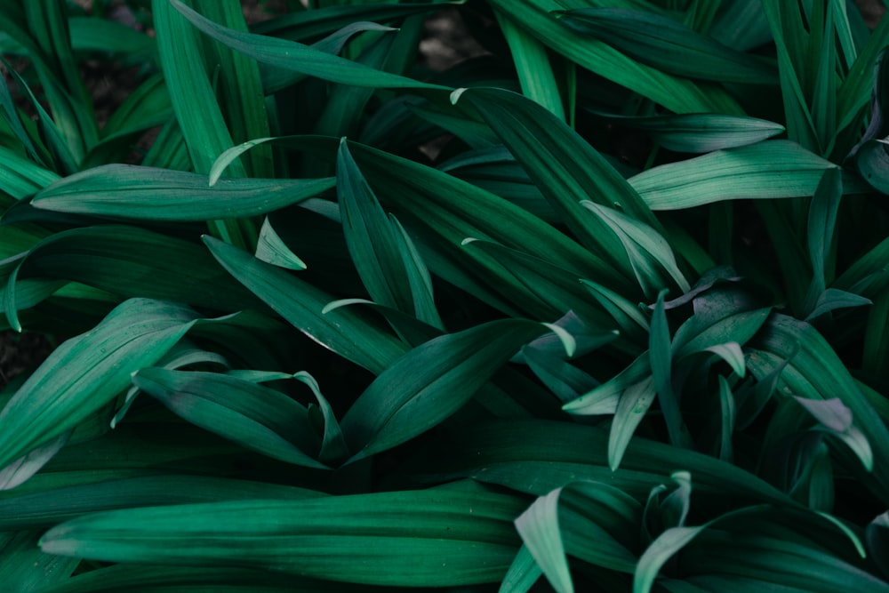 closeup photo of green leafed plant