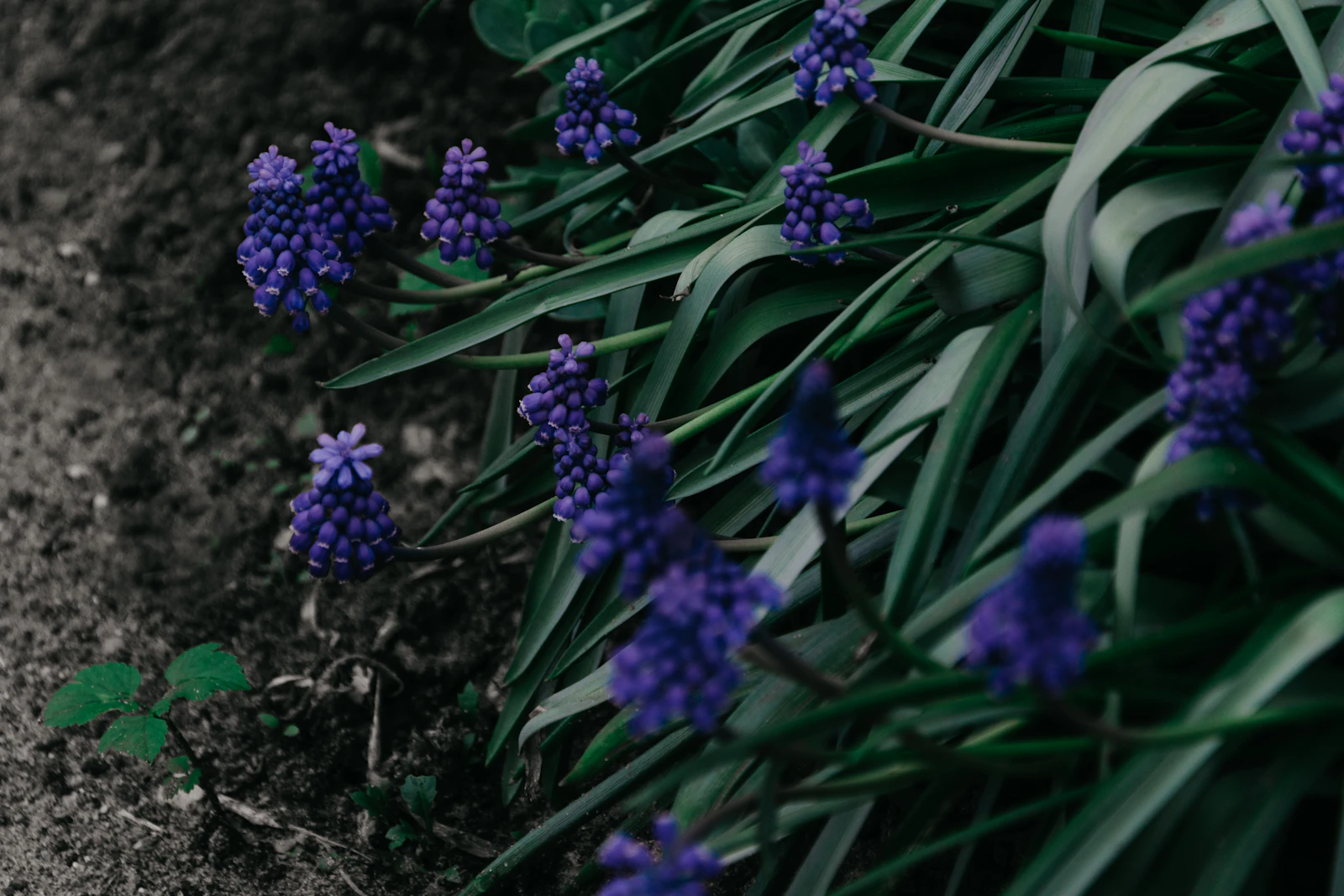 Close-up of fragrant hyacinth flowers