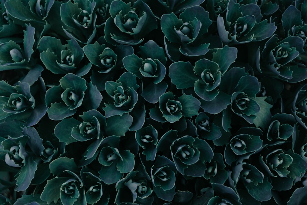 gray petal flower in bloom