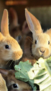 A group of happy rabbits enjoying fresh vegetables in an enclosure bathed in soft afternoon light.