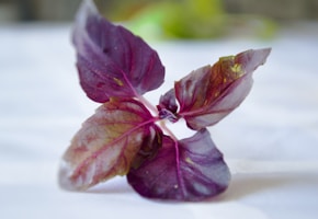 Fresh blue basil leaves glistening with morning dew in a sunlit Ecuadorian garden