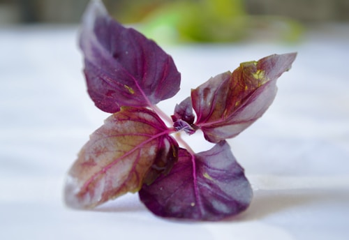 Fresh blue basil leaves glistening with morning dew in a sunlit Ecuadorian garden