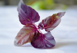 Fresh Basil Herb