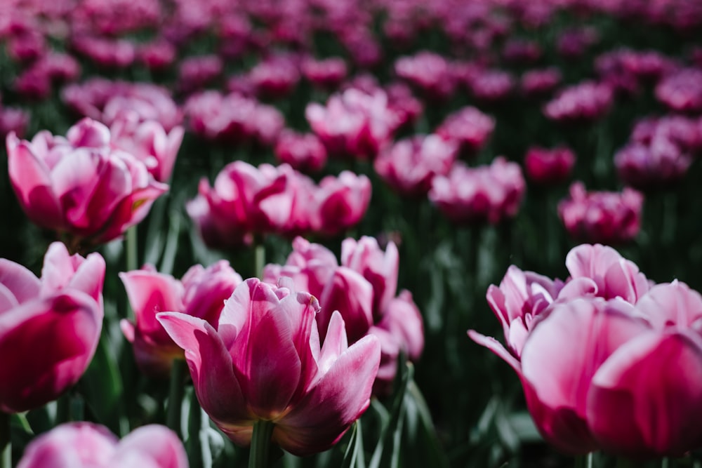 pink flowers