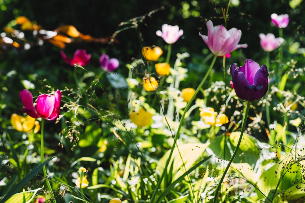 Nahaufnahme von verschiedenfarbigen Blumen