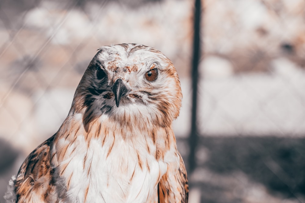 tilt shift photo of bird