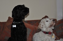 Two dogs are sitting on a patterned couch. The dog on the left is black with curly fur and wearing a dog tag. The dog on the right is white with light brown spots and also wearing a collar with a tag.