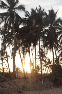 Sunset casting golden light over the palm farm, highlighting the natural beauty of the land