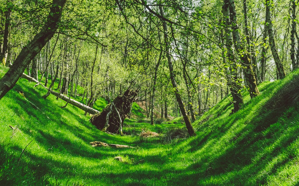 photography of forest at daytime