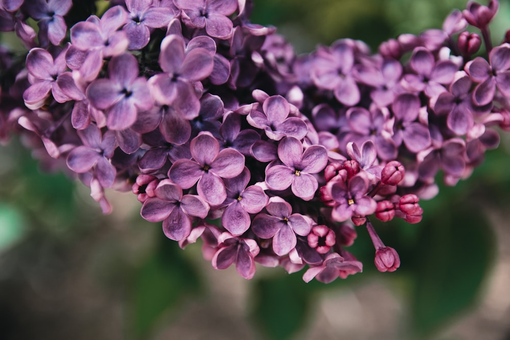 purple flowers