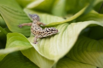 A leopard gecko with spotted skin is resting on a large, green leaf. The leaf has prominent veins and the background consists of out-of-focus leaves, creating a naturalistic scene.