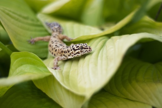 A leopard gecko with spotted skin is resting on a large, green leaf. The leaf has prominent veins and the background consists of out-of-focus leaves, creating a naturalistic scene.