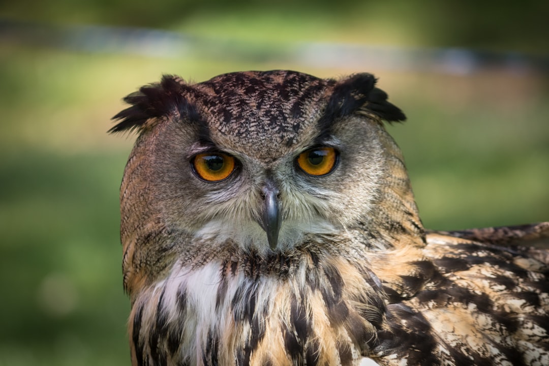 photo of Cockington Wildlife near Brixham