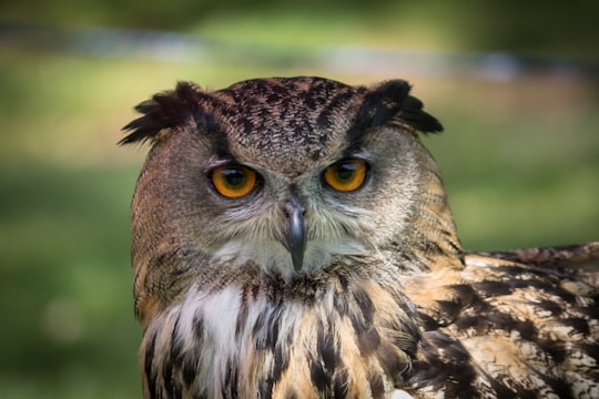 shallow focus photography of owl in Cockington United Kingdom