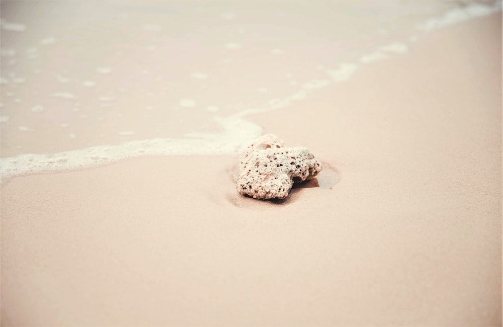 white sea shell beside the seashore
