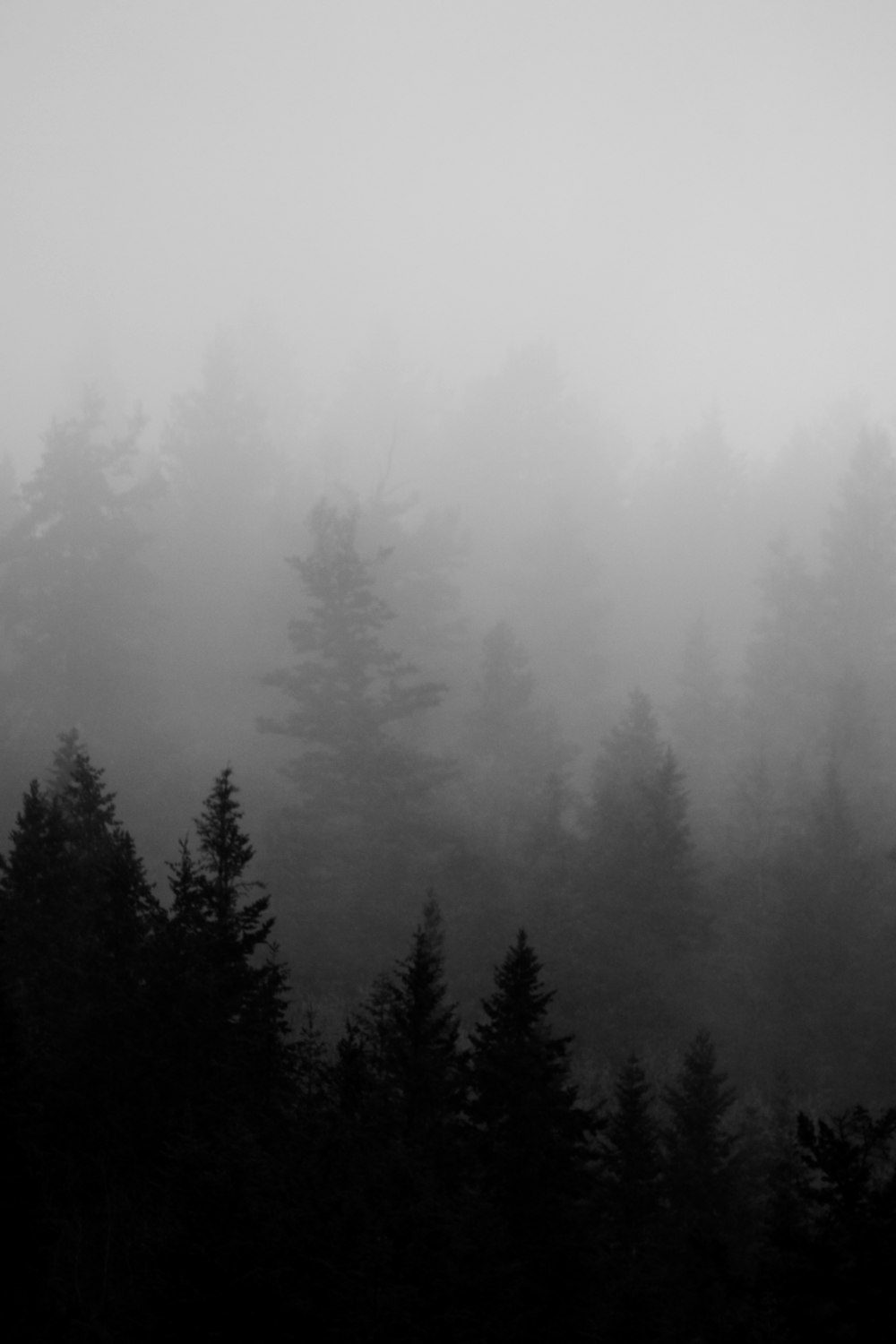 foresta di pini nebbiosi