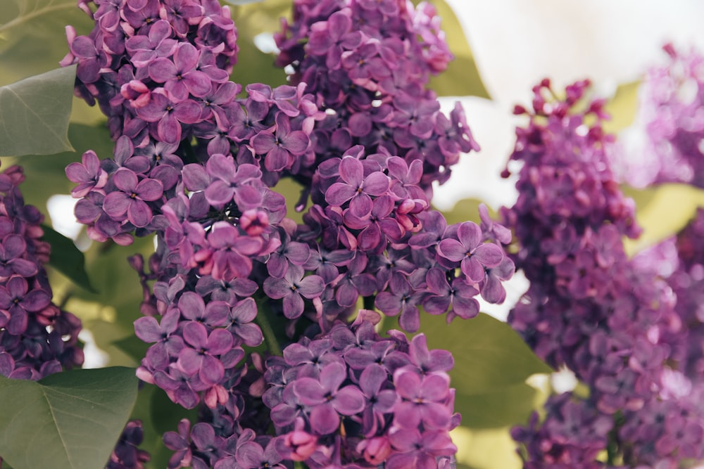 purple flowers