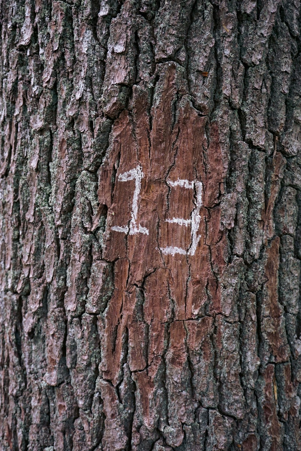 foto do tronco da árvore
