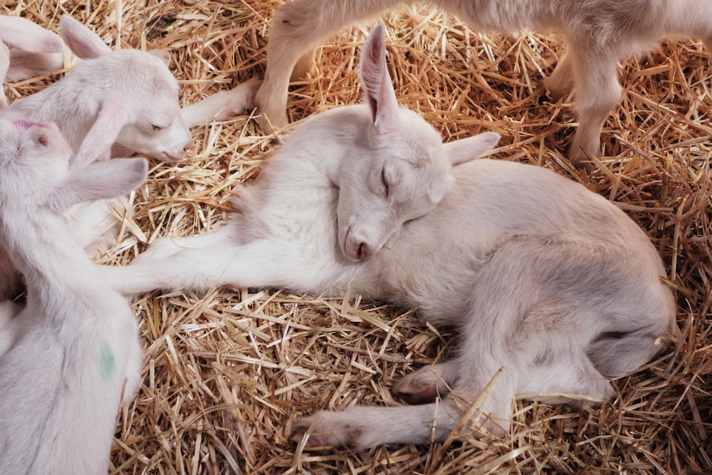 white lambs