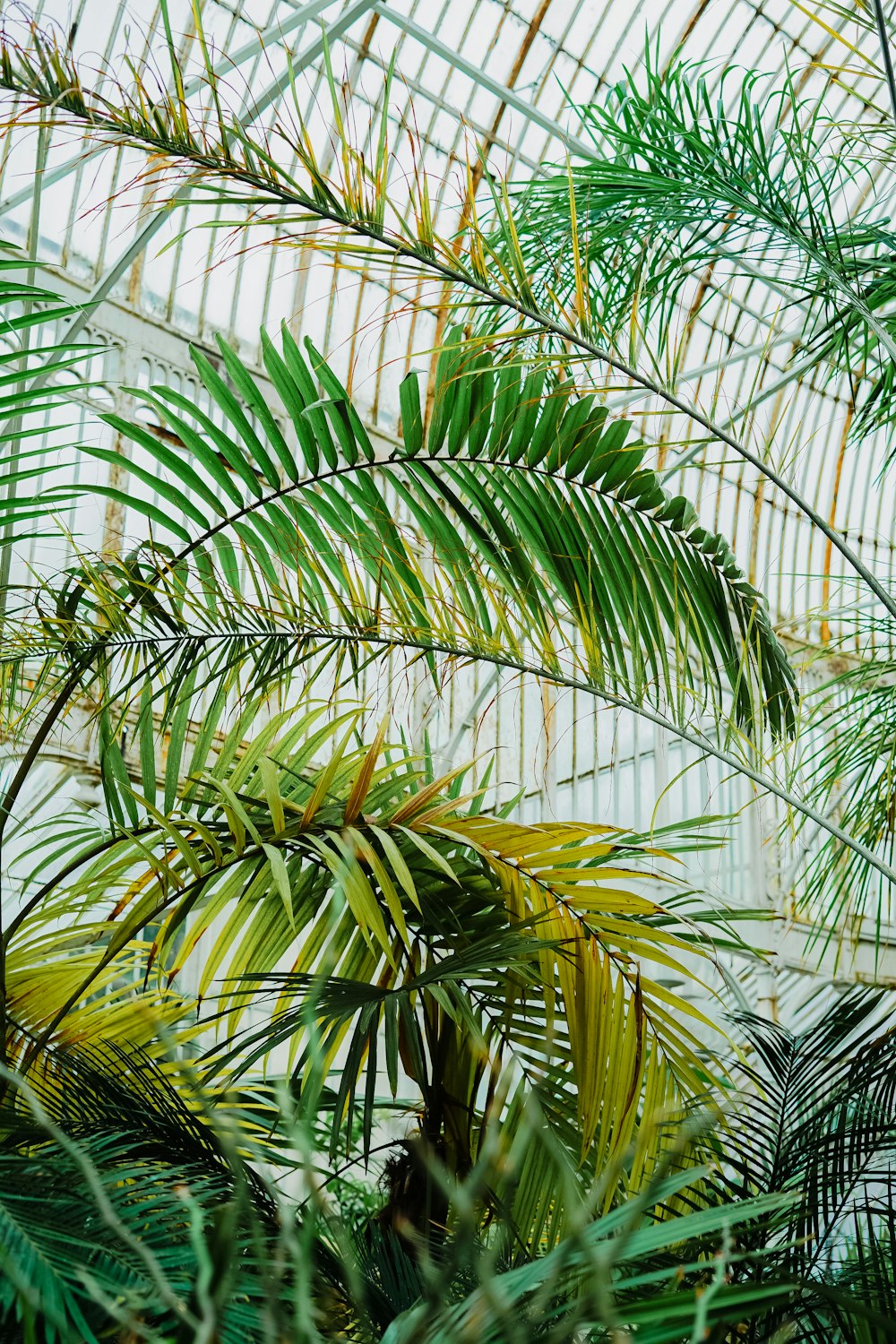Foto de planta de palma verde