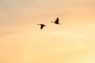 two flying birds