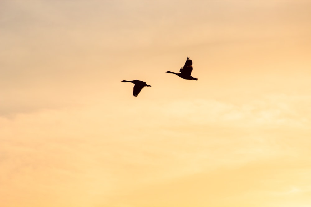 zwei fliegende Vögel