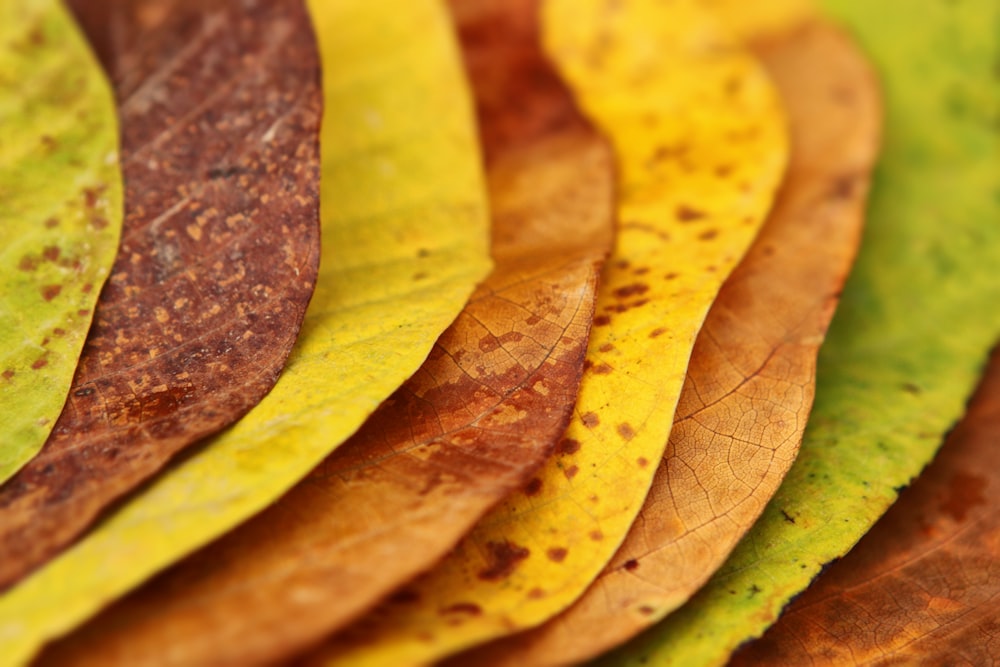 Photographie en gros plan de feuilles de couleurs assorties