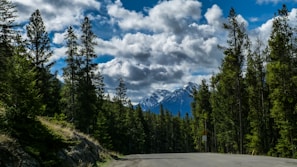 Lush green forests along the Snoqualmie Pass.